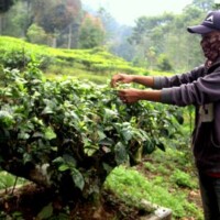 Bahkan, pohon teh peninggalan Rudolf yang ditanam pada tahun 1901 ohon teh peninggalan Rudolf